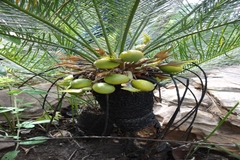 Cycas beddomei